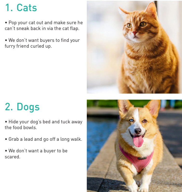 quick buy program for tagged pets tips